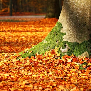  The Autumn Wind